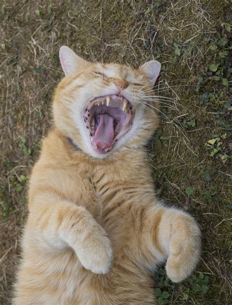 Beautiful Fluffy Cat Yawning With Mouth Open Stock Photo Image Of