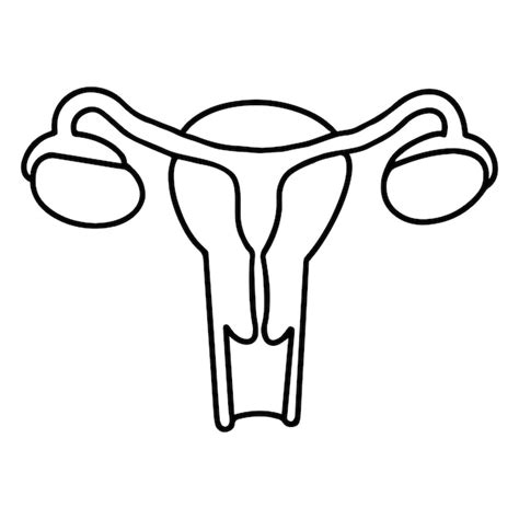 Premium Vector One Line Female Uterus Anatomy Vector Illustration