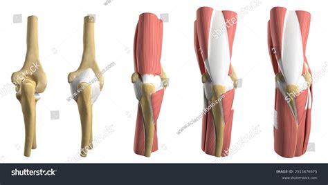 Anatomy Elbow Artwork Digital Illustration Stock Illustration