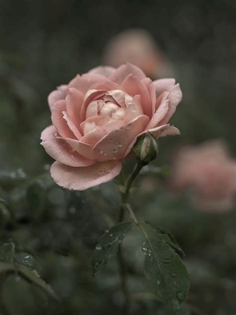 Rose Sous La Pluie Affiches Et Impressions Par Carina Lundgren Printler