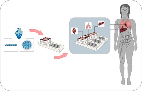 Organ On Chip Systems And The 3rs Science In School