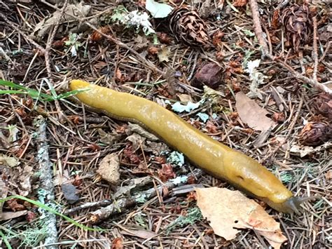 Banana Slug Winifred Flickr