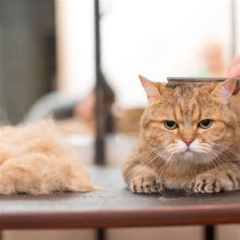 Bye Hair Ball Inilah Cara Untuk Mengatasi Bulu Gimbal Pada Kucing