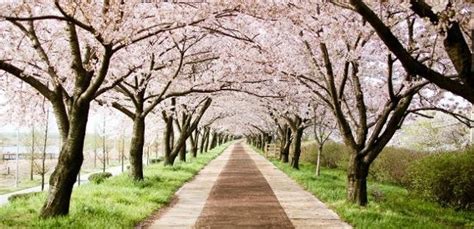 【釜山櫻花戀】鎮海賞櫻、櫻花隧道、三樂公園洛東江櫻花大道、甘川洞賞櫻、海岸列車、塗鴉秀gaya王國4天不進保肝 20240404 燦星旅遊