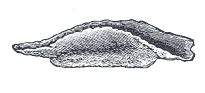 Category:Human vomer - Wikimedia Commons
