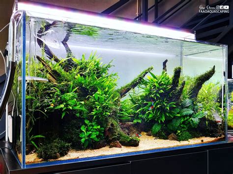 Aquascaping De Wase Aquarium Vijverwinkel