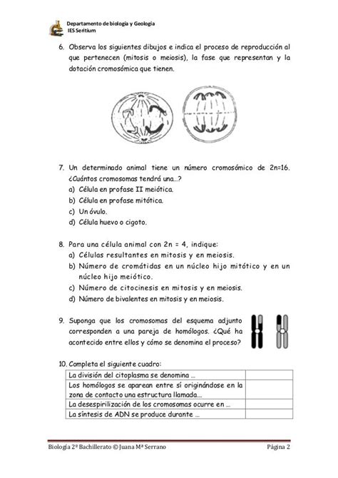 Actividades Mitosis Y Meiosis