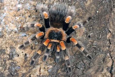 Best Pet Spiders For Beginners Spiders Planet