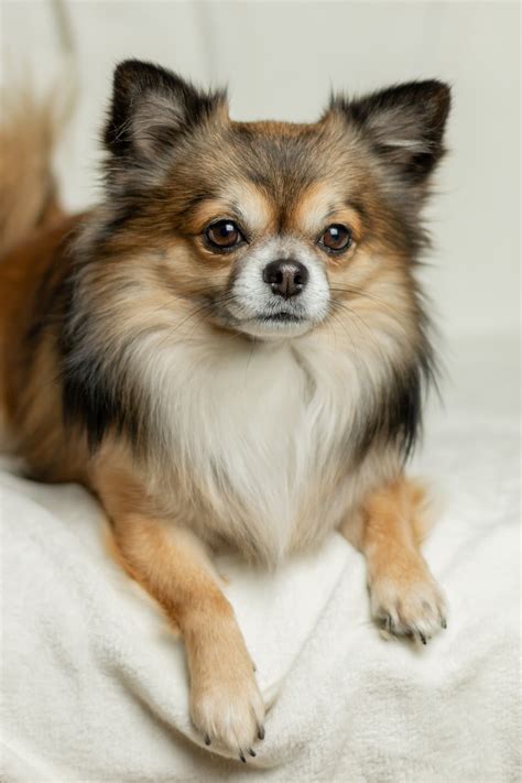 long haired chihuahua hair cuts  guide  grooming  hairstyle pics