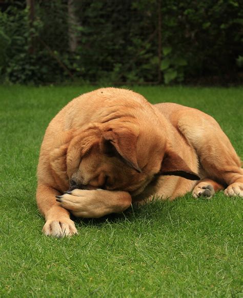 Are Dogs Allergic To Smoked Meat at Marvin Thomas blog