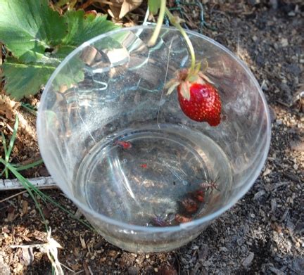 Savvy Housekeeping » My Boxelder Bug Trap