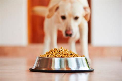 Consejos para alimentar bien a tu mascota Alimentación animal Wakyma