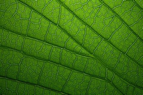 Premium Photo Green Leaf Macro Photography Texture