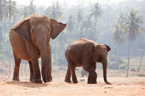 The Most Endangered Elephants In The World Readers Digest