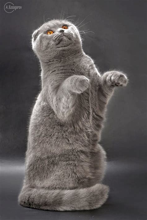 Шотландская вислоухая кошка (описание, 30 фото)