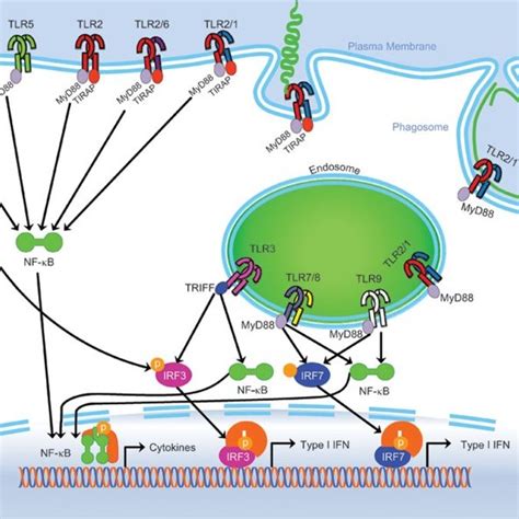 TLR signaling overview: the TLR family can be subdivided into two... | Download Scientific Diagram