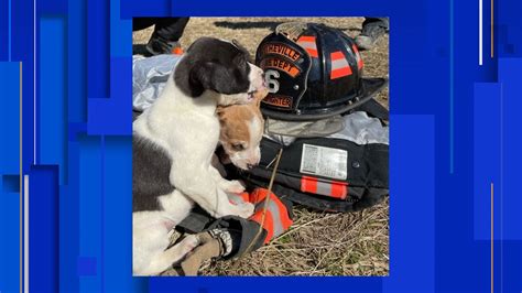 Firefighter Rescue Dog