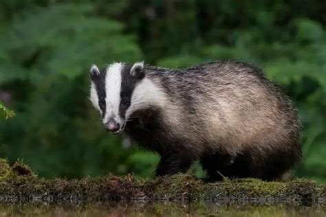 30 Examples Of Ground Burrowing Animals Wildlife Informer