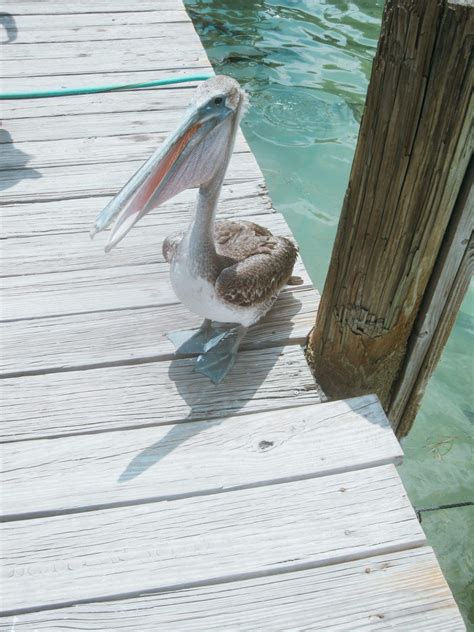 The ultimate key west florida bucket list 98 things to do destination