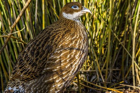 Portrait of a Female Impeyan Monal Pheasant, Tropical Bird from Asia ...