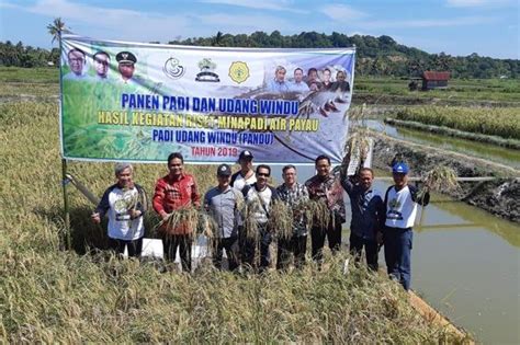 KKP Kementan Kolaborasi Kembangkan Budidaya Padi Dan Udang Windu