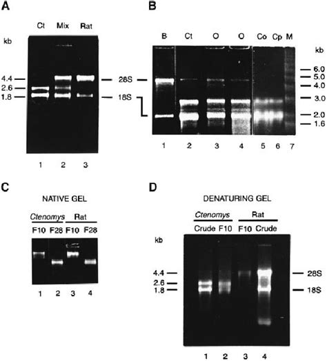 A And B Denaturing Formaldehydeagarose Gel Electrophoresis Of Download Scientific Diagram