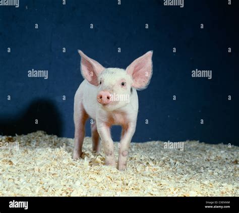 6 Week Old Piglet Hi Res Stock Photography And Images Alamy