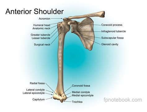 Shoulder Anatomy