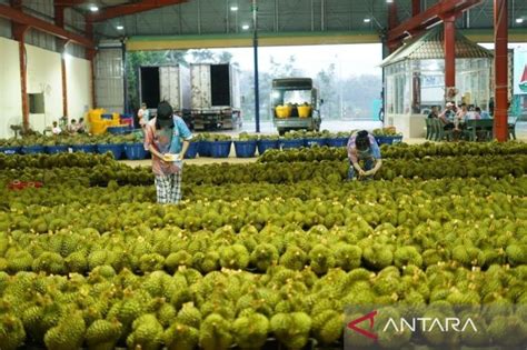 Vietnam Targetkan Miliar Dolar As Dari Ekspor Durian Pada