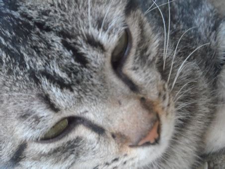 Ingyenes képek : cica, emlős, gerinces, kis és közepes méretű macska ...