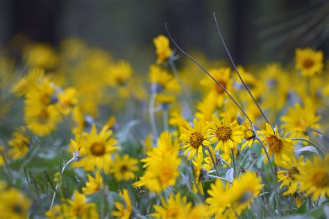 Arrowleaf Balsamroot Balsamorhiza Sagittata Riverside St Flickr