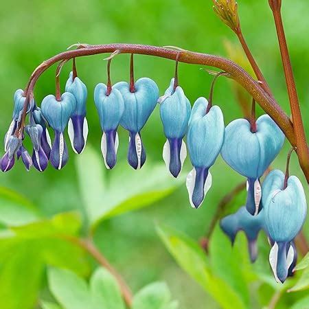 Amazon YEGAOL Garden 25Pcs Blue Bleeding Heart Seeds Lamprocapnos