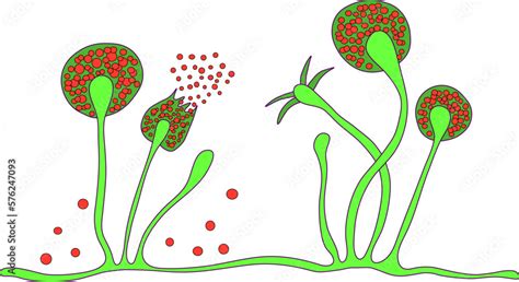 Structure Of Rhizopus Mold Also Known As Bread Mold Black Fungus