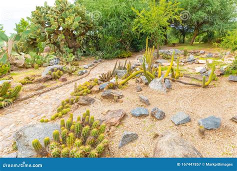 Cordoba Argentina Fat Plants In Botanical Garden Editorial Photography