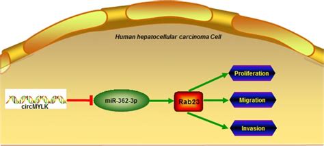 Circular Rna Mylk Promotes Hepatocellular Carcinoma Progression By