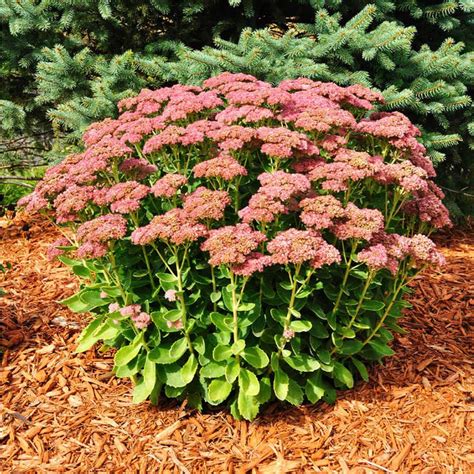 Autumn Joy Sedum Plants For Sale