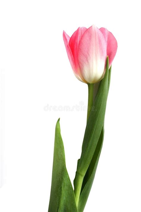 Pink Tulip Stock Photo Image Of Green Nature Stems