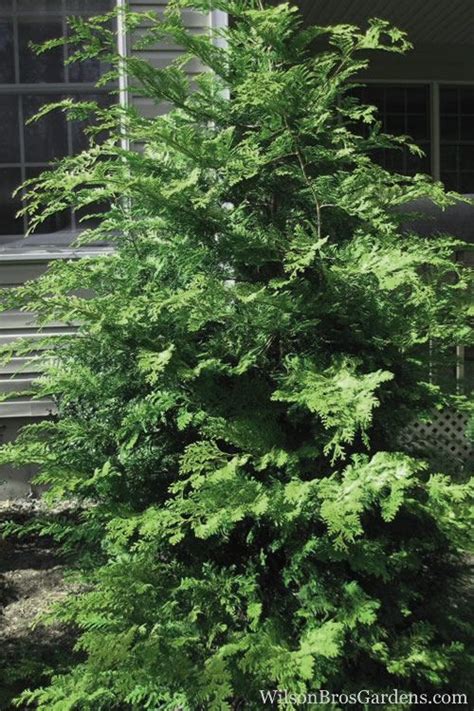 Buy Southern Lace Hinoki Cypress Free Shipping Gallon Size