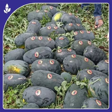 F 1 Hybrid Watermelon Seeds Sagar King F 1 Hybrid Watermelon Seeds