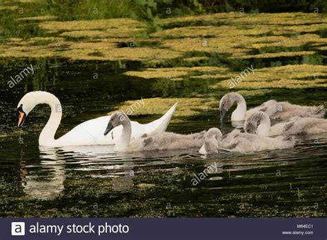 Adult Mute Swan And Four Cygnets At Roundhay Park Leeds West