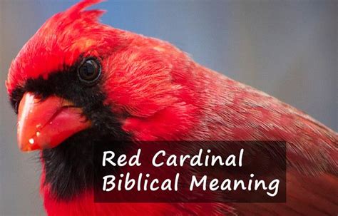 Red Cardinal Biblical Meaning | Red cardinal, Cardinal, Cardinal birds ...