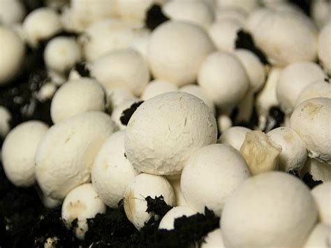 Comment Cultiver Des Champignons De Paris Chez Soi Sans Kit