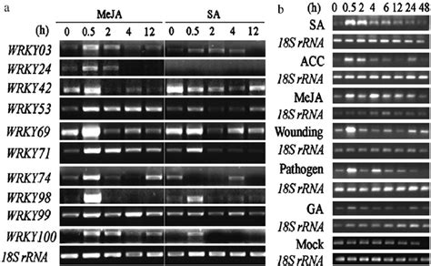 Expression Profiles Of OsWRKY Genes In Rice Leaves Under SA And MeJA