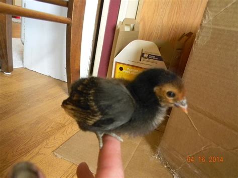 Baby Bantams Backyard Chickens Learn How To Raise Chickens