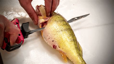 How To Fillet Perch With Electric Knives Anglingbuzz