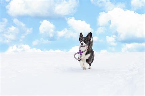 Premium Photo A Dog Running With A Toy In The Snow Welsh Corgi