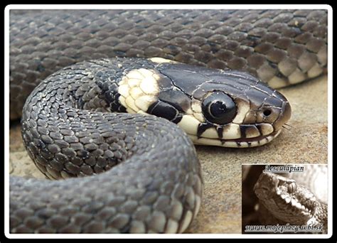 Nahuby sk Fotografia užovka obyčajná Natrix natrix