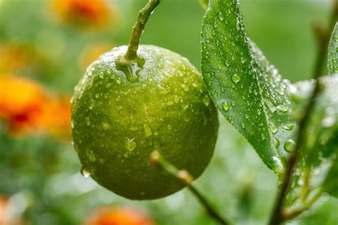 Butterflies Lemons Green Free Photo On Pixabay