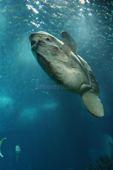 Oceanu Samogłów Mola Mola Zdjęcie Stock Obraz złożonej z duży