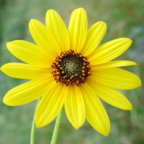 Helianthus petiolaris | EcoRestore Portal